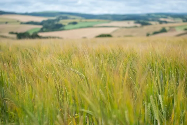Photo of wheat stalks in the foreground with agricultural landscape in the background. Photo by Veronica White via UnSplash.