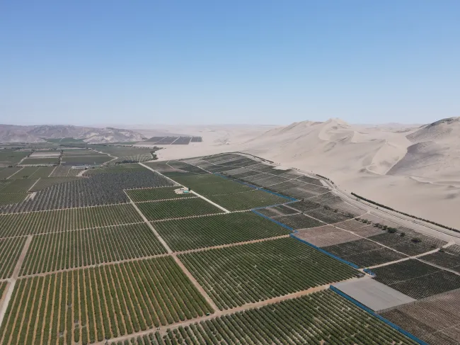 Fields of blueberries and desert contrast in Ica, Copyright Water Witness