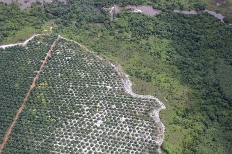 Photo: glennhurowitz, Palm oil plantation encroaching on forest, Flickr, Creative commons licence 2.0 Photo: glennhurowitz, Palm oil plantation encroaching on forest, Flickr, Creative commons licence 2.0