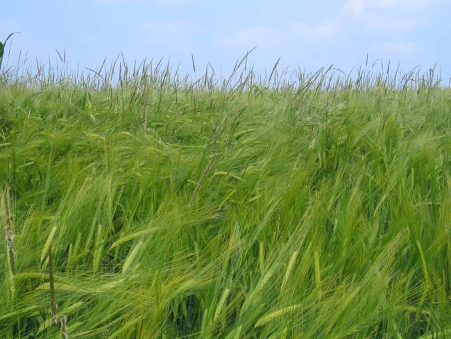Image: Oliver Macdonald Maccheek, Alopecurus myosuroides (Black-grass) in a barley crop, Wikimedia Commons, Creative Commons Attribution-Share Alike 3.0 Unported Image: Oliver Macdonald Maccheek, Alopecurus myosuroides (Black-grass) in a barley crop, Wikimedia Commons, Creative Commons Attribution-Share Alike 3.0 Unported