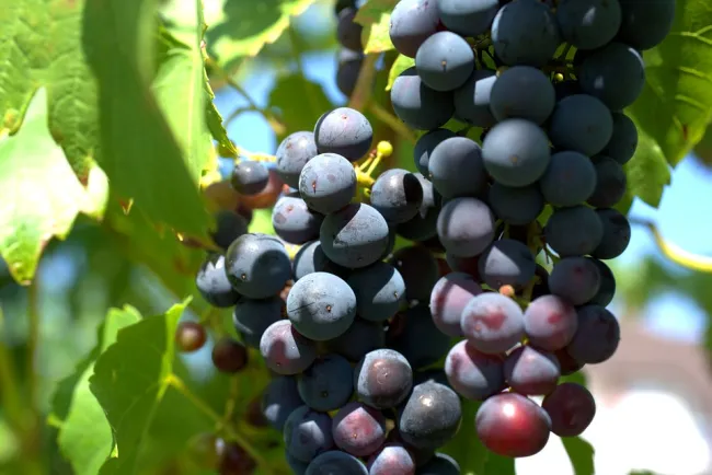 Image: webandi, Wine grapes agriculture, Pixabay, Pixabay Licence Image: webandi, Wine grapes agriculture, Pixabay, Pixabay Licence
