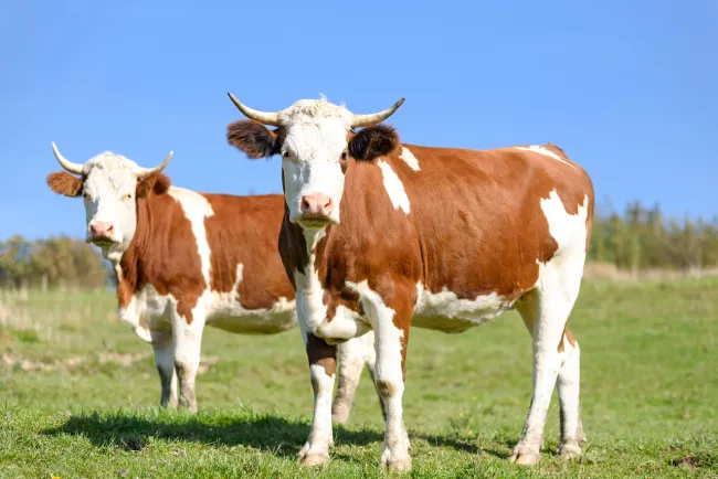 Image: Max Pixel, Cows on pasture, CC0 Public Domain Image: Max Pixel, Cows on pasture, CC0 Public Domain