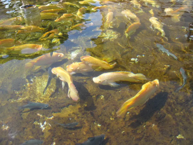 Image: Bytemarks, Aquaculture, Flickr, Creative Commons Attribution 2.0 Generic Image: Bytemarks, Aquaculture, Flickr, Creative Commons Attribution 2.0 Generic