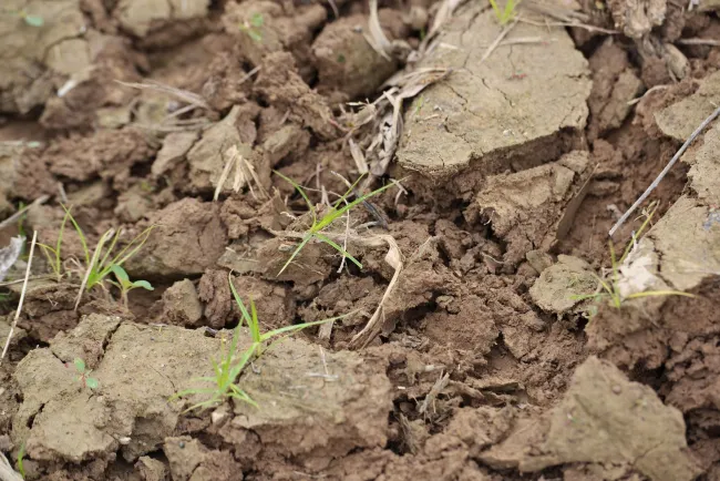 Photo: United Soybean Board, Soil, Flickr, Creative Commons License 2.0 Photo: United Soybean Board, Soil, Flickr, Creative Commons License 2.0