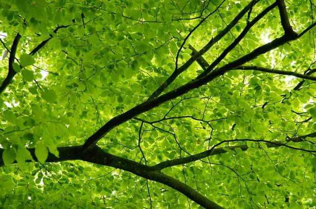 Image: Max Pixel, Canopy spring beech, CC0 Public Domain Image: Max Pixel, Canopy spring beech, CC0 Public Domain