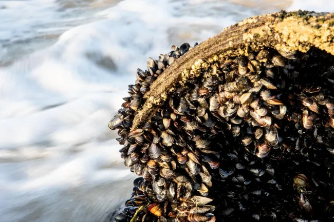 Image: Magda Ehlers, Fresh Mussels on Rock, Pexels, Pexels Licence Image: Magda Ehlers, Fresh Mussels on Rock, Pexels, Pexels Licence