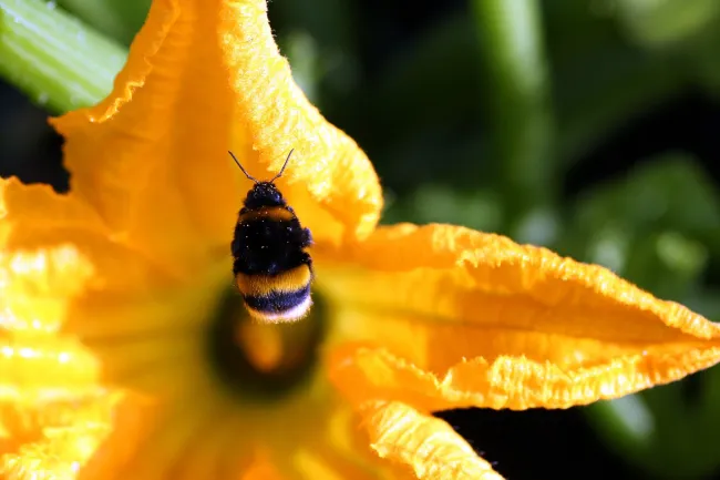 Image: Max Pixel, Forage Flight Zucchini, CC0 Public Domain Image: Max Pixel, Forage Flight Zucchini, CC0 Public Domain