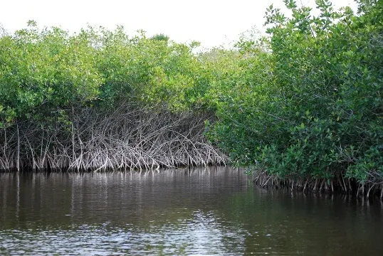(Photo: Mangroves by Pat (Cletch) Williams, Flickr, creative commons licence 2.0) (Photo: Mangroves by Pat (Cletch) Williams, Flickr, creative commons licence 2.0)