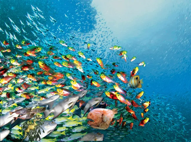Image: Phil Manker, Swirling fish schools, Wikimedia Commons, Creative Commons Attribution 2.0 Generic Image: Phil Manker, Swirling fish schools, Wikimedia Commons, Creative Commons Attribution 2.0 Generic