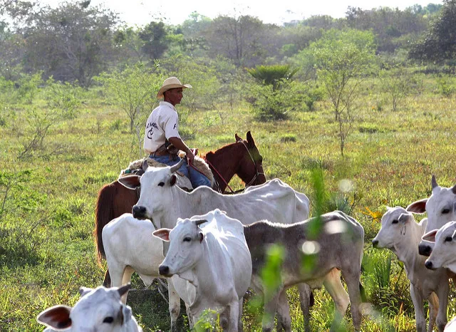 Image: dany13, DSC00234/Brasil/Pantanal/ Cowboys Herding Zebu Cattle on Miranda, Flickr, Creative Commons Attribution 2.0 Generic Image: dany13, DSC00234/Brasil/Pantanal/ Cowboys Herding Zebu Cattle on Miranda, Flickr, Creative Commons Attribution 2.0 Generic