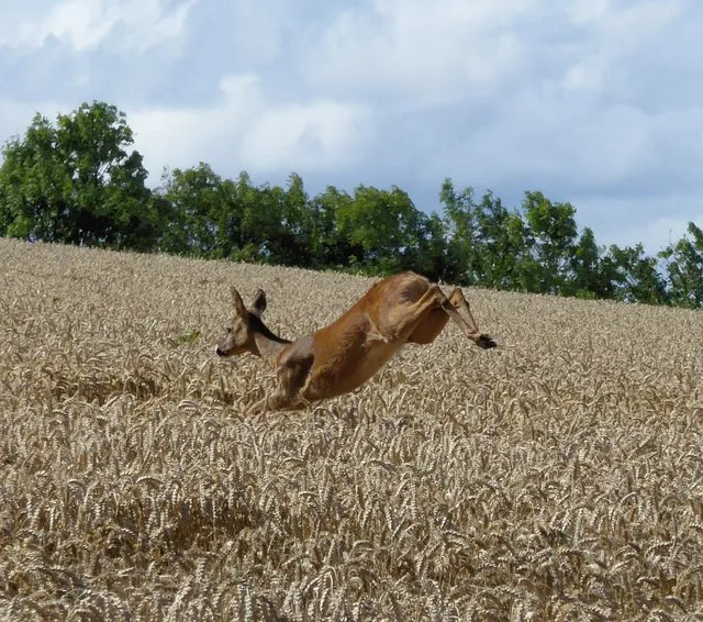 Image: Jackie Proven, Leaping deer in wheat field near Hawklaw, Geograph, Creative Commons Attribution-ShareAlike 2.0 Generic Image: Jackie Proven, Leaping deer in wheat field near Hawklaw, Geograph, Creative Commons Attribution-ShareAlike 2.0 Generic