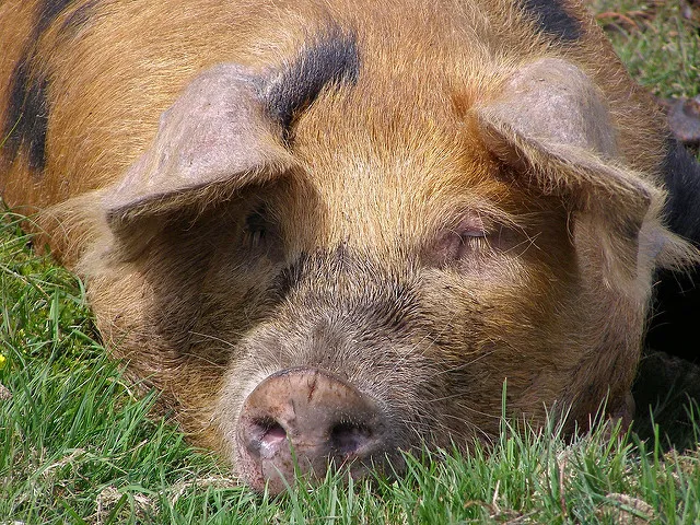 Image: Jim Champion, Pig, Flickr, Creative Commons Attribution-ShareAlike 2.0 Generic Image: Jim Champion, Pig, Flickr, Creative Commons Attribution-ShareAlike 2.0 Generic