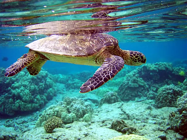 Image: Brocken Inaglory, Total internal reflection of Chelonia mydas, Wikimedia Commons, Creative Commons Attribution-Share Alike 4.0 International Image: Brocken Inaglory, Total internal reflection of Chelonia mydas, Wikimedia Commons, Creative Commons Attribution-Share Alike 4.0 International