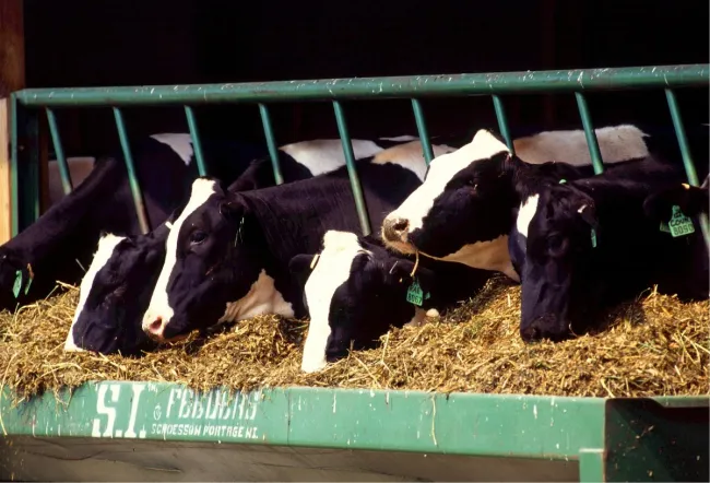 Image: Pxhere, Grass farm animal, CC0 Public Domain Image: Pxhere, Grass farm animal, CC0 Public Domain