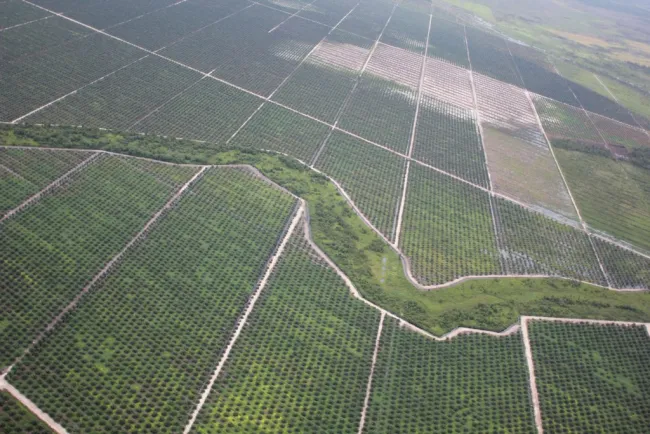 Image: glennhurowitz, Recently planted palm oil plantation on rainforest peatland, Flickr, Creative Commons Attribution-NoDerivs 2.0 Generic Image: glennhurowitz, Recently planted palm oil plantation on rainforest peatland, Flickr, Creative Commons Attribution-NoDerivs 2.0 Generic