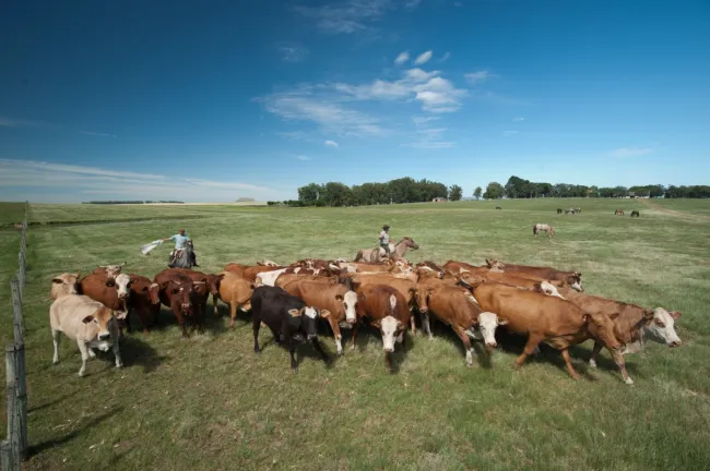 Image: Pxhere, Field, farm, meadow, Public domain Image: Pxhere, Field, farm, meadow, Public domain