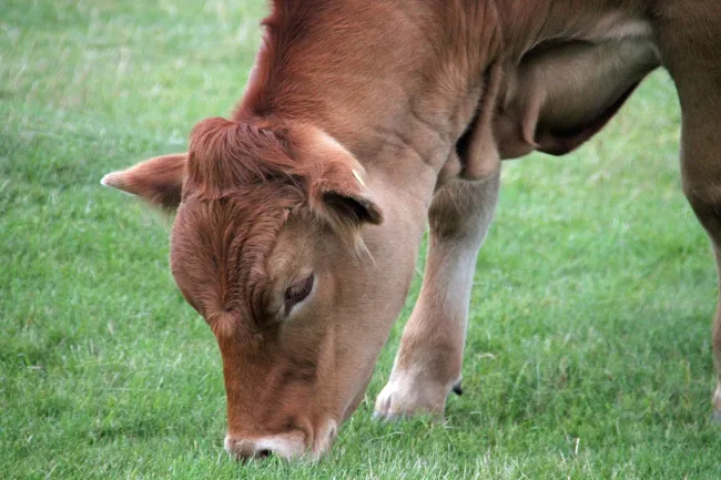 Image: Max Pixel, Cow eating farm, CC0 Public Domain Image: Max Pixel, Cow eating farm, CC0 Public Domain