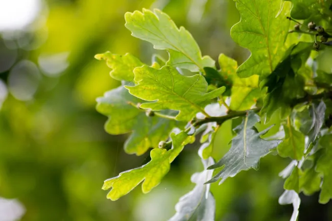 Image: Pexels, English oak leaves, Pixabay, Pixabay Licence Image: Pexels, English oak leaves, Pixabay, Pixabay Licence
