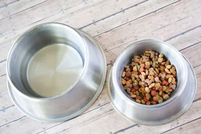 Figure 1: Photo Credit: Franchise Opportunities, a pet's food and water bowl, Flickr, Creative Commons License 2.0 Figure 1: Photo Credit: Franchise Opportunities, a pet's food and water bowl, Flickr, Creative Commons License 2.0