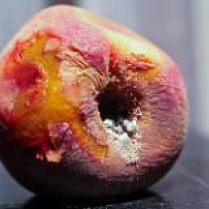 Photo credit: Steven Depolo, Rotting Peach Moldy, Flickr, Creative Commons License 2.0