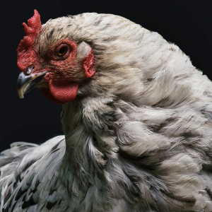 Image: @heytowner, gray and red rooster photo, Unsplash, Unsplash Licence