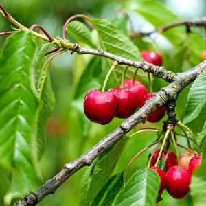 Image: Couleur, Cherry sweet fruit, Pixabay, Pixabay Licence