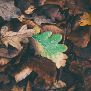 Image: Free-Photos, Leaves oak fallen, Pixabay, Pixabay Licence