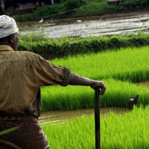 Image: nandhukumar, Kerala food rice, Pixabay, Pixabay Licence