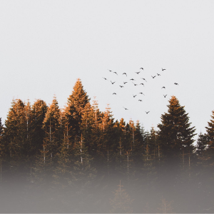 Image: Efdal YILDIZ, Flock of birds, Pexels, Pexels Licence