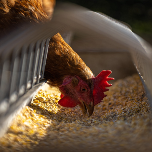 Image: AndreasGoellner, Hen chicken feeding, Pixabay, Pixabay Licence