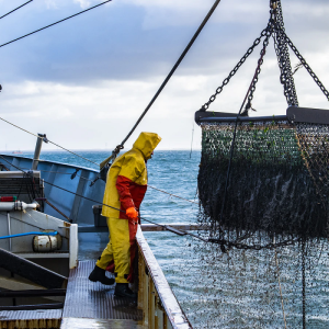 Image: Paul Einerhand, Fishing for mussels, Unsplash, Unsplash Licence.