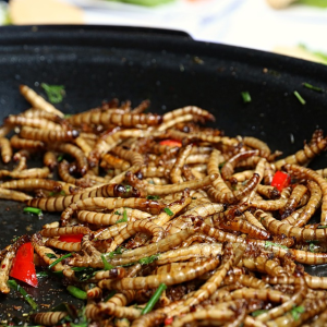 Image: katerinavulcova, Mealworms Food Insect, Pixabay, Pixabay Licence