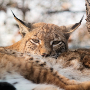 Image: veverkolog, Eurasian lynx, Pixabay, Pixabay Licence