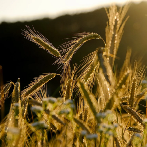 Image: NickyPe, Grain spike rye field, Pixabay, Pixabay Licence