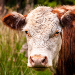 Image: James Wheeler, Close-up photo of white and brown cattle, Pexels, Pexels Licence