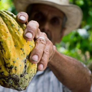 Image: eliasfalla, Cocoa men Colombia, Pixabay, Pixabay Licence