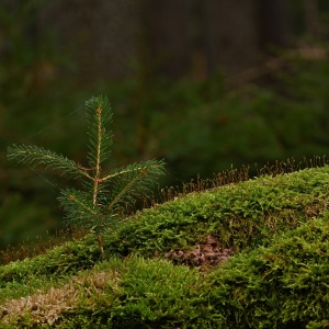 Image: jggrz, Forest moss sapling, Pixabay, Pixabay Licence