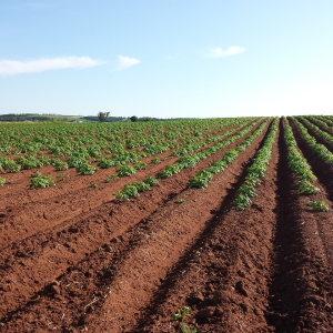 Image: meganelford0, Potato field crops, Pixabay, Pixabay Licence