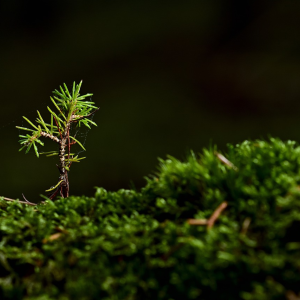 Image: jggrz, Tree moss seedling, Pixabay, Pixabay Licence