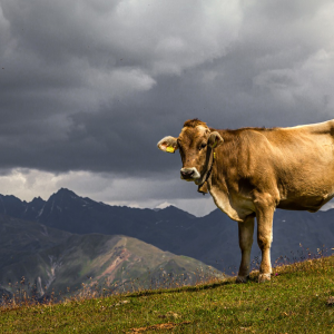 Image: analogicus, Cow beef animal, Pixabay, Pixabay Licence