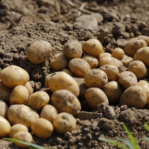 Image: Jai79, Potato agriculture food, Pixabay, Pixabay Licence