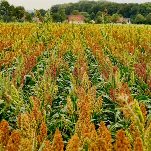 Image: Schwoaze, Field crop sorghum, Pixabay, Pixabay Licence