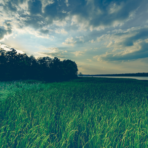 Image: DariuszSankowski, Grass field meadow, Pixabay, Pixabay Licence