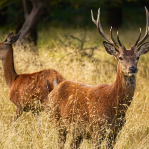 Image: rainhard2, Deer animals grass, Pixabay, Pixabay Licence