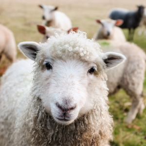 Image: 12019, Ireland Sheep Lambs, Pixabay, Pixabay Licence