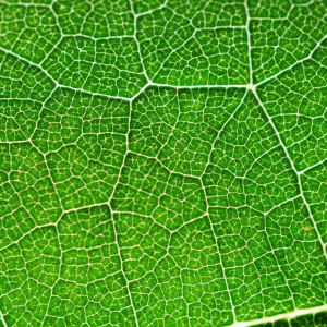 Image: hajninjah, Photosynthesis green color, Pixabay, Pixabay Licence