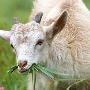 Image: klimkin, Goat grass livestock, Pixabay, Pixabay Licence