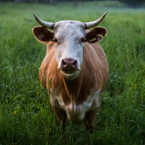 Image: Pexels, Cow Horns Cattle, Pixabay, Pixabay Licence