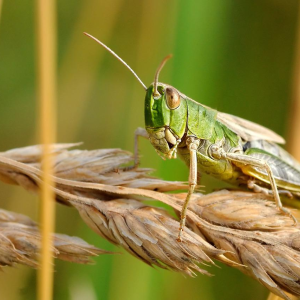 Image: christels, Desert locust insect, Pixabay, Pixabay Licence