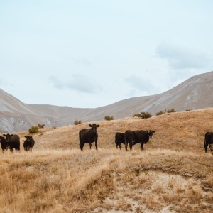 Image: Tyler Lastovich, Herd of Cattle on Brown Grass Mountain Under White Sky, Pexels, Pexels Licence